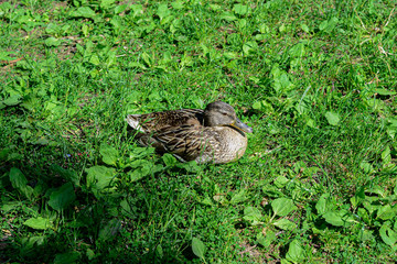 duck on the grass