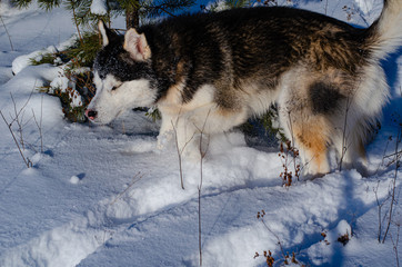 Young Siberian Husky dog black and white color in the snowy winter sunny day in the forest.
