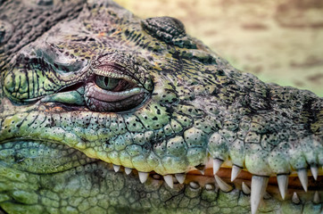 crocodile head close up on a yellow background