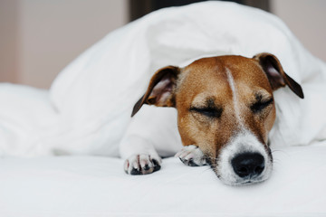 Cute dog Jack Russell Terrier sleeping on a white bed in a cozy bedroom.