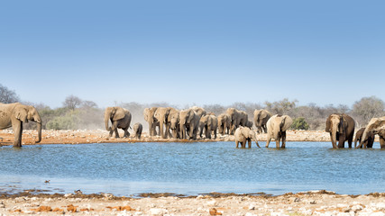 Herd of elephants drinking and bathing, Etosha National Park, Namibia. - obrazy, fototapety, plakaty
