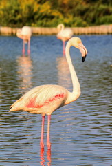 Fototapeta na wymiar Peaceful flamingo in the water in Camargue, France