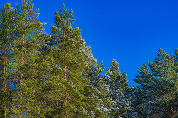 Winter landscape pine forest. The trees and branches are covered with snow, and the snow glistens in the sun. Frosty fresh healthy air.