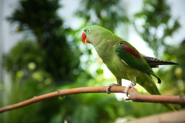 Beautiful Alexandrine Parakeet on tree branch outdoors