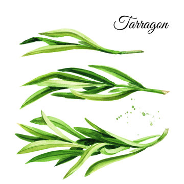 Sprig of fresh green tarragon set. Hand drawn watercolor illustration, isolated on white background