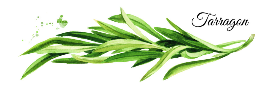 Sprig of fresh green tarragon. Hand drawn watercolor illustration, isolated on white background