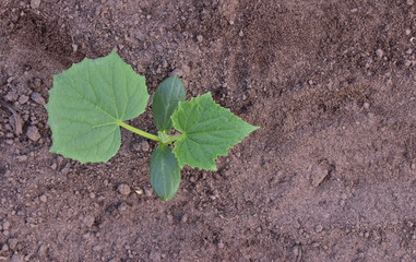 Young seedling of cucumber with green leaves in fertile soil
