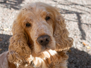 cocker spaniel sitting in front of background