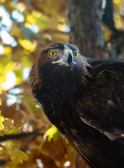 Portrait of a large eagle in the autumn forest