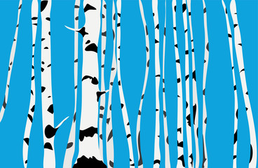 many trunks of birch trees against a turquoise sky. spring grove © zoomingfoto1712