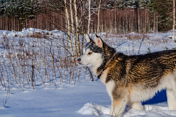 Young Siberian Husky dog black and white color in the snowy winter sunny day outside the city. Close-up of the muzzle and eyes.