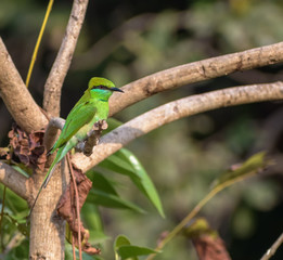A green bee eater (Merops Orientalis) in the jungles of the Gir National Park in Gujarat, India.