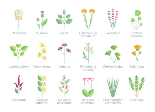 Set of different plants, flowers and herbs. Floral, nature, leaves. Organics for bio spa cosmetics. Vector illustrations in flat design style. White background isolated 