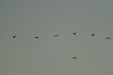 birds flying