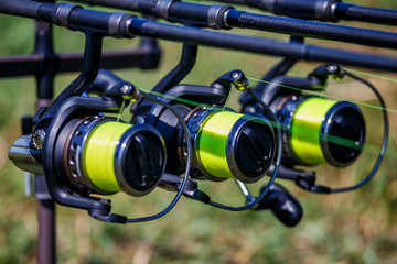 Carp spinning reel angling rods on pod standing. Carp Rods,Carpfishing session at the...