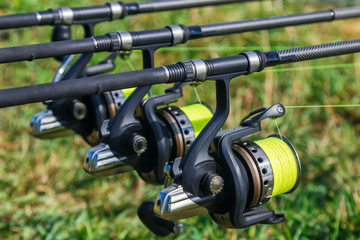 Carp spinning reel angling rods on pod standing. Carp Rods,Carpfishing session at the...