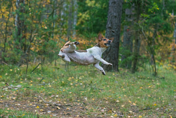 Jack Russell Terrier frolics in the autumn forest. Photographed close-up.