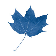 Single maple leaf with petiole isolate tinted in classic blue, fresh natural maple leaf isolated on white