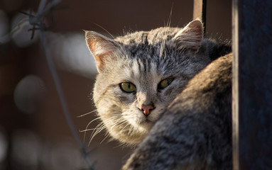 portrait of a cat