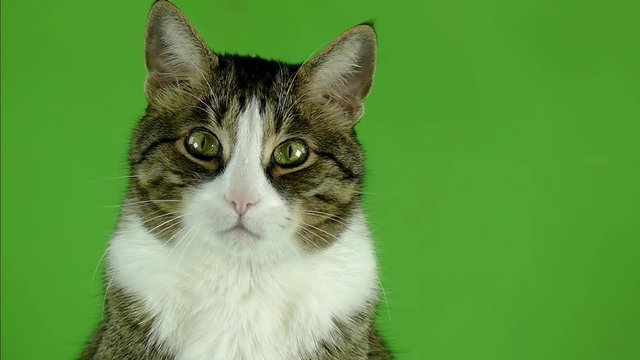 The tabby cat on the green screen. Pet footage for design. Looking at the camera.