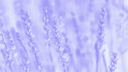 Naklejka na ściany i meble Soft focus of violet purple lavender flower, summer time. Pale violet toned. 16:9 panoramic format