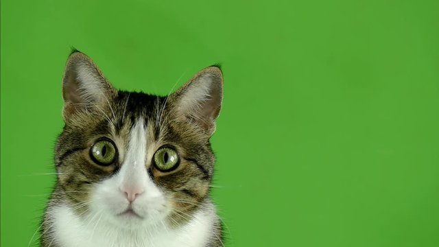 Looking at the camera. The tabby cat on the green screen. Pet footage for design.