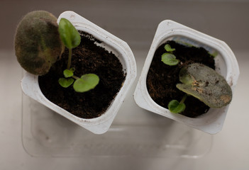 Green sprout. Spring and the first shoots