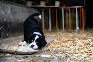 Border Collie Welpe spielt mit Matte