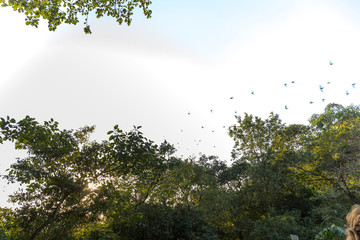 Flock of bird swallows over white background sky and green trees texture