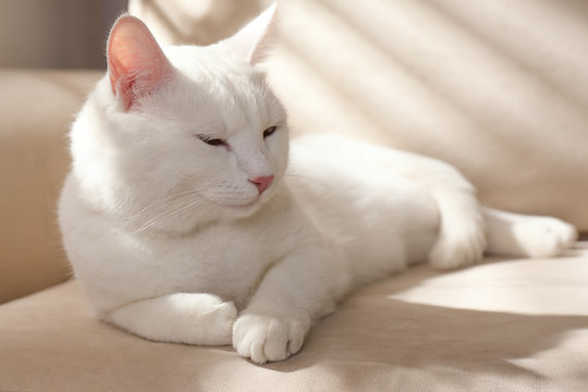 Cute white cat on sofa at home