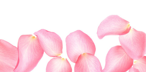 Fototapeta na wymiar Fresh pink rose petals on white background, top view