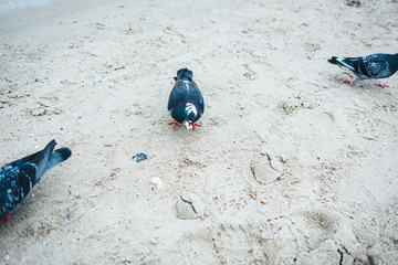 Fototapeta premium Pigeon holding piece of bread