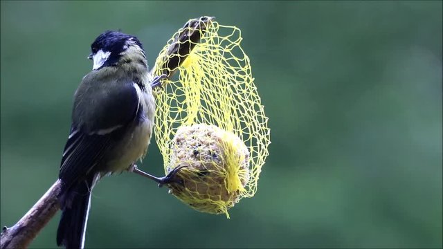 great tit parus major on fat ball