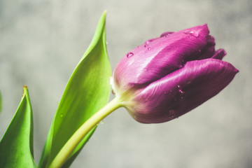 Fototapeta premium Fioletowe tulipany na szarym tle różowa wstążka