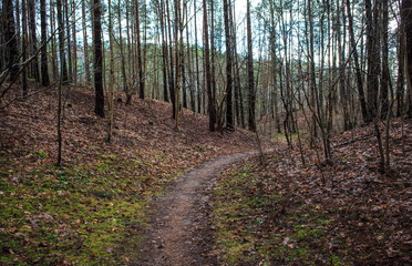 Obraz premium Path in the forest