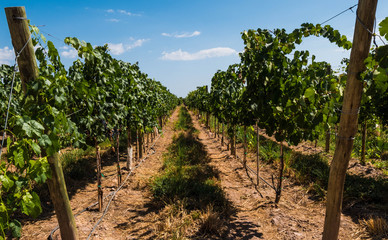 Fototapeta na wymiar Green Landscape of a plantation of grape-bearing vines in Mendoza, Argentina.