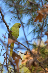Rose ringed parakeet (green parrot, ring-necked, ssittacula krameri) on tree branch