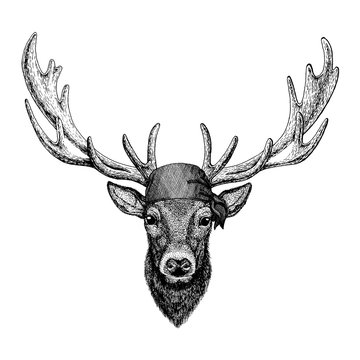 Deer. Wild animal wearing pirate bandana. Brave sailor. Hand drawn image for tattoo, emblem, badge, logo, patch