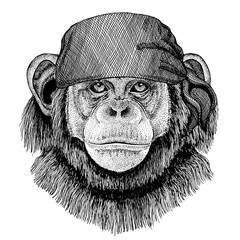 Chimpanzee, Monkey. Wild animal wearing pirate bandana. Brave sailor. Hand drawn image for tattoo, emblem, badge, logo, patch