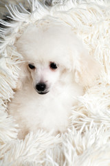 dog portrait wool plaid background