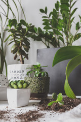 gardening at home. Potted green plants at home, home jungle, Indoor garden, Garden room, Home gardening, Plant room, Floral decor