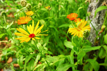 Yellow flowers in the garden