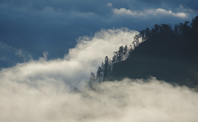 forest in the clouds