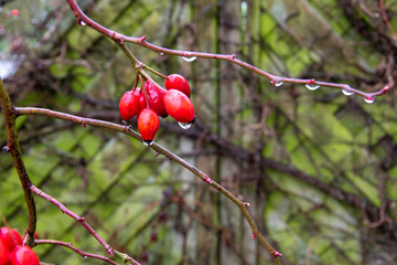 Als Hagebutten bezeichnet man die ungiftigen Sammelnussfrüchte verschiedener Rosenarten, besonders der Hunds-Rose.