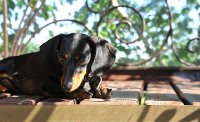 The hunting breed of dogs. Dachshund with distinct short legs, smooth-haired. A true friend
