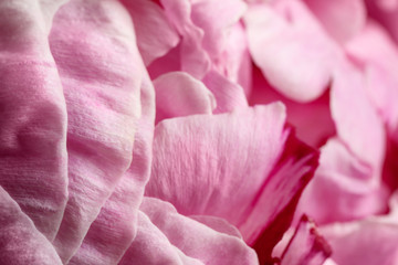 Closeup view of beautiful blooming peony as background. Floral decor