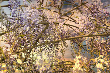 Blauregen chinesische Wisteria