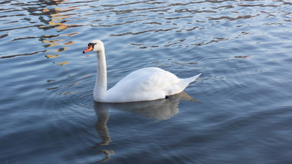 swan