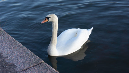 swan