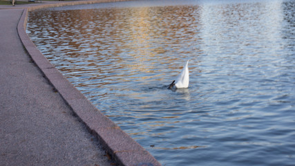 swan